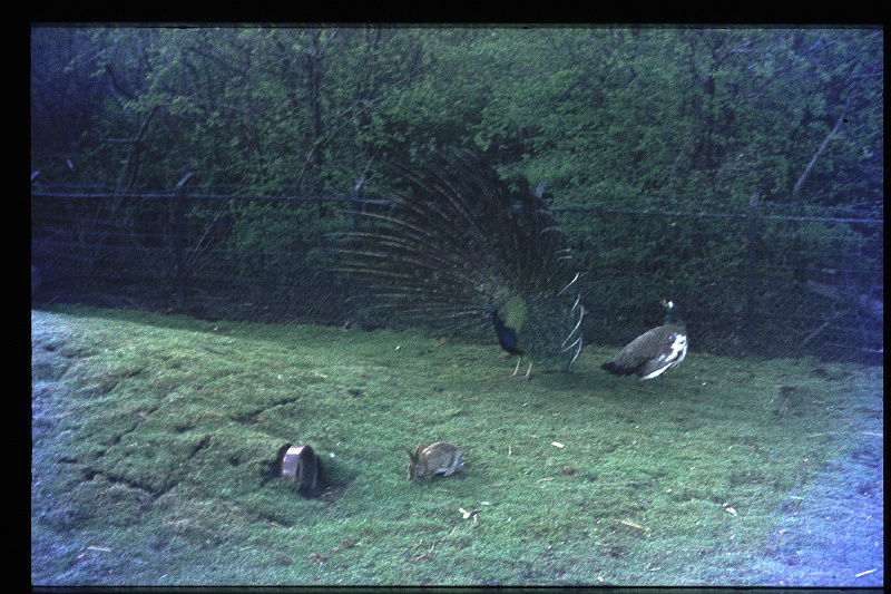 28.Kinderboerderij mrt 1972.JPG